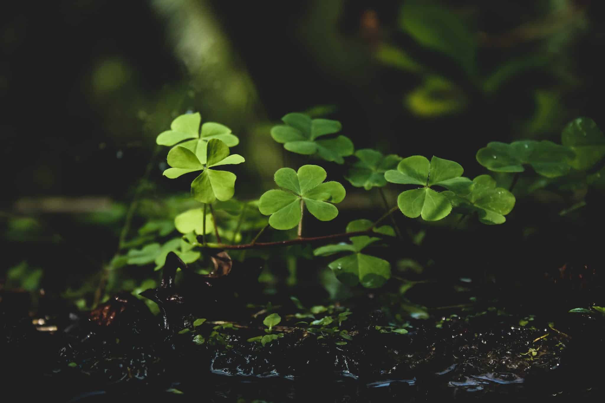 Stay Sober This St. Patrick’s Day! Stay sober this St. Patrick's Day