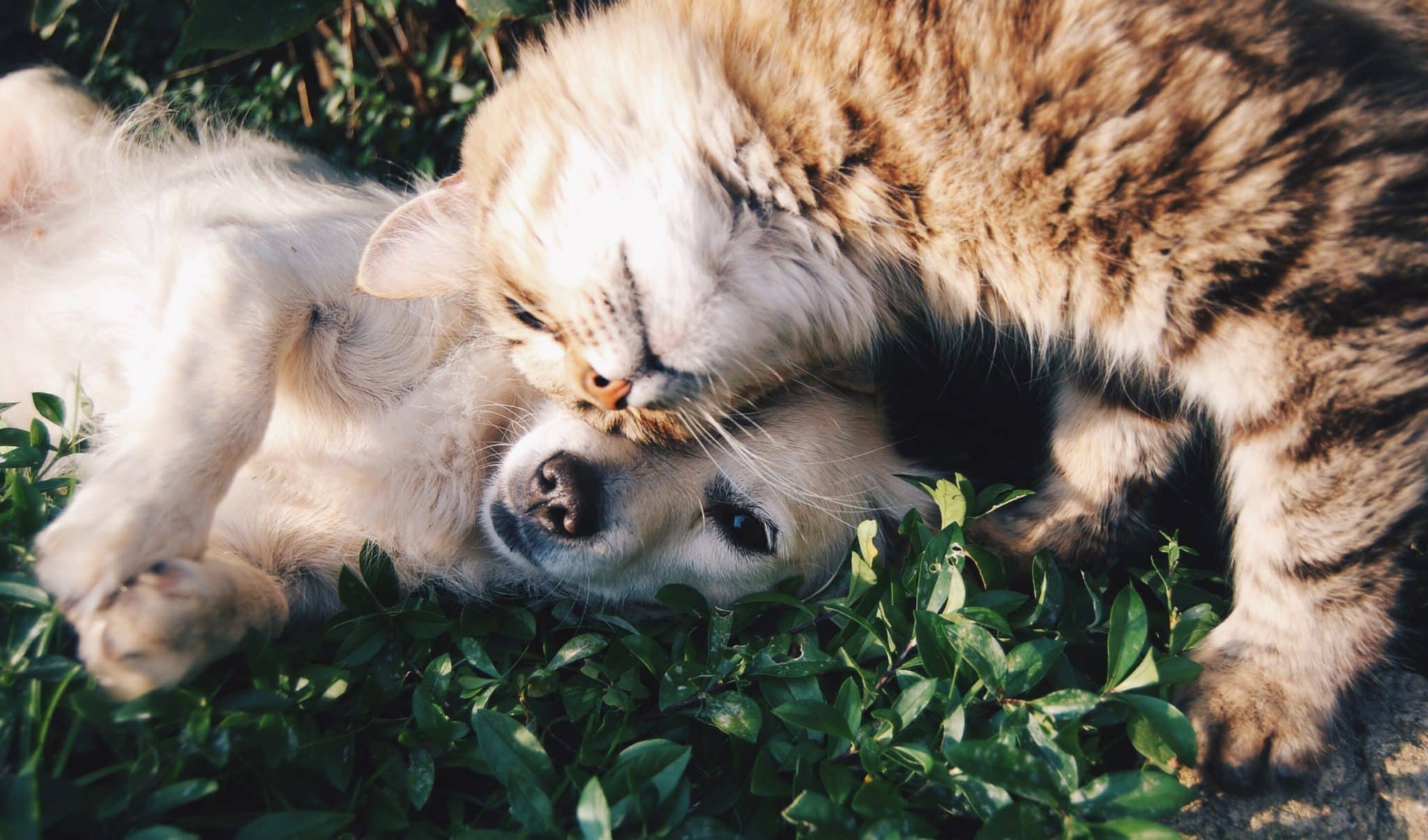 pets like dogs and cats can help support during addiction recovery